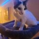 Kittens for sale
