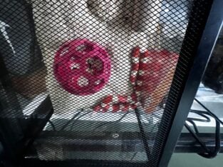 Milk snake available for adoption/rehoming.