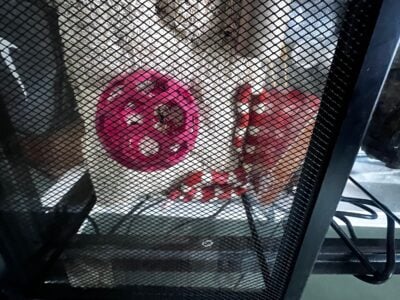 Milk snake available for adoption/rehoming.