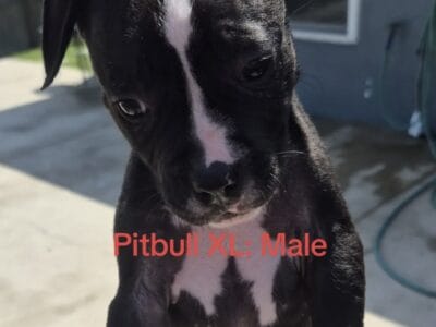 Lilac Pitbull Bred