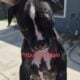 Lilac Pitbull Bred