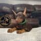 Doberman Pinscher puppies for sale!