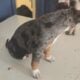 Aussie/heeler puppies