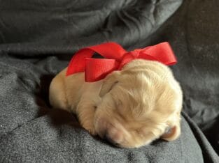 AKC Golden Retriever Puppies