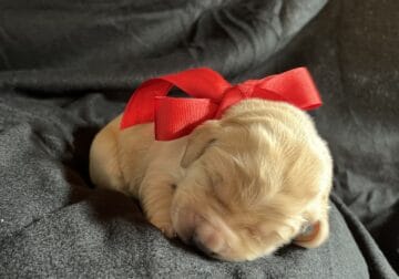 AKC Golden Retriever Puppies