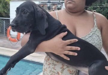 Great dane euro line puppy