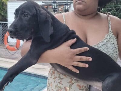 Great dane euro line puppy