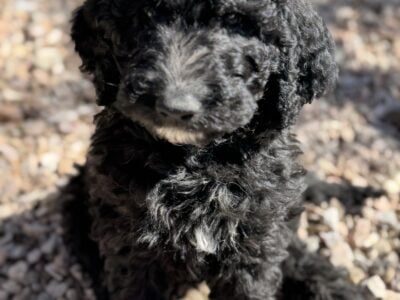 F1b English Goldendoodle Black Female 2
