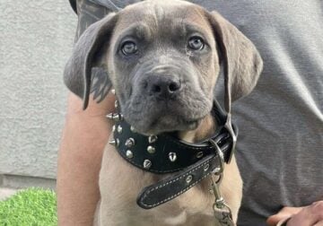 Cane Corso Formentino Male
