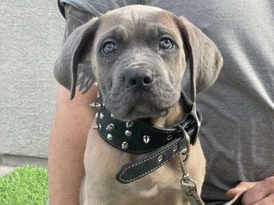 Cane Corso Formentino Male