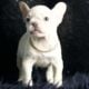 Marley AKC French Bulldog