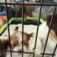 4 Shih Tzu males