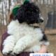 Bernedoodle Puppies (F1b)