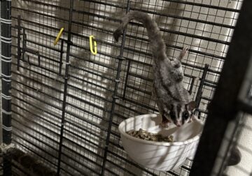 Sugar gliders for sale