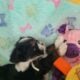 Puppy 3 Chorkie Yorkie & Chihuahua Designer Breed