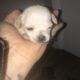 Dogs puppies puppy’s puppy dog pup pups