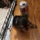 CKC female Teacup Yorkie