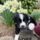 Australian Shepherd puppies