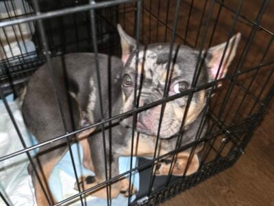 MERLE FRENCH BULL DOG