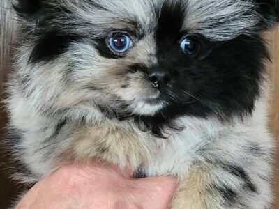 Sweet little boy