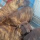 Boerboels