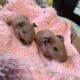 Skinny Pigs