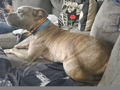 Needs home asap
