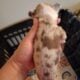 Merle chihuahua puppies