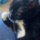 Affectionate Adult Cat Needs a New Home