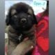 Armenian Gampr LGD Mix Puppies