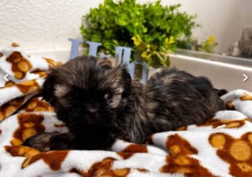 Shih Tzu brindle