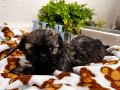 Shih Tzu brindle