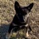 Female German Shepherd Puppy