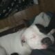 Pitbull for rehome