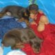 AKC Doberman puppies