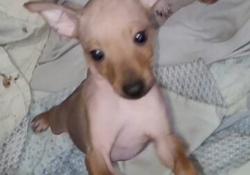 American Hairless Terrier Boy 02