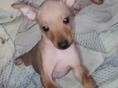 American Hairless Terrier Boy 02