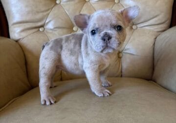 Rosie
