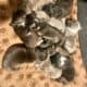 Bluenose pits for sale