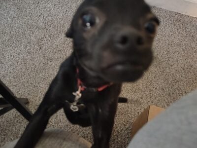 Chihuahua