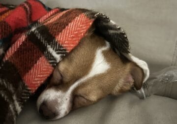Looking to Rehome 1yo Chihuahua