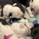 Old English Sheepdog Puppies