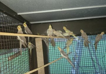 Young cockateils with or without cage