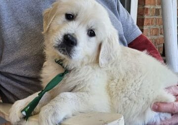 Jesse AKC English cream golden retriever