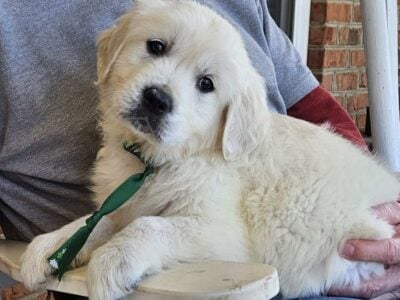 Jesse AKC English cream golden retriever