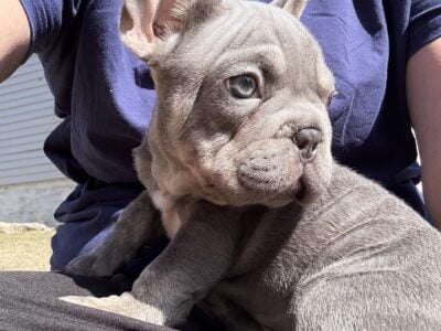 BIG ROPE FRENCHIE