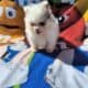 Pomeranian – Merle female