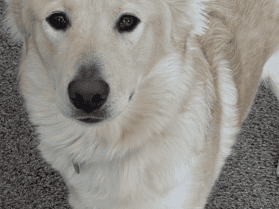 Shepherd Mix “Suni”