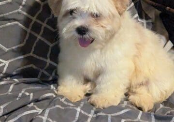Shih Tzu puppy