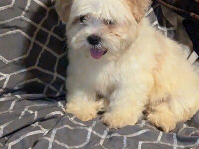 Shih Tzu puppy